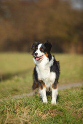 Australian Shepherd on a meadow - HTF000698