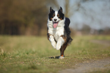 Laufender Australian Shepherd - HTF000699