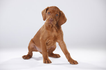 Magyar Vizsla, Ungarischer Kurzhaariger Vorstehhund, Welpe - HTF000702