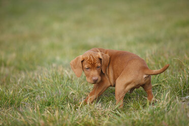 Magyar Vizsla, Hungarian Short-Haired Pointing Dog, puppy, on meadow - HTF000704