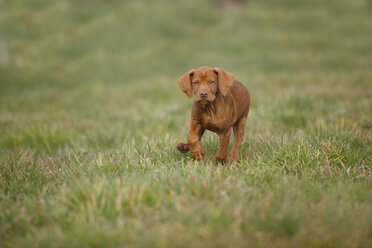 Magyar Vizsla, Hungarian Short-Haired Pointing Dog, puppy, running on meadow - HTF000706