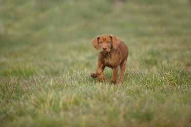 Magyar Vizsla, Ungarischer Kurzhaariger Vorstehhund, Welpe, läuft auf der Wiese - HTF000706