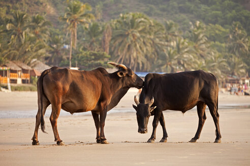 India, Karnataka, cows on Kudle Beach near Gokarna - PCF000130