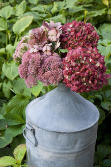 Hortensie und Blumenkohlpilz in einer Zinkkanne - GISF000086