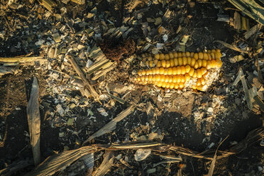 Germany, Hildesheim, Nordstemmen, harvest, corn cob on soil - EVGF001438