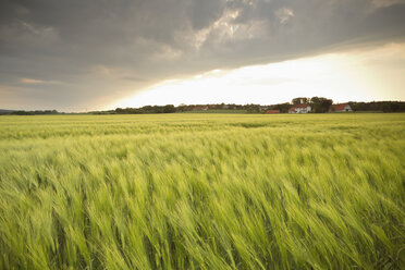 Germany, Lower Saxony, view to barley field - SEF000895