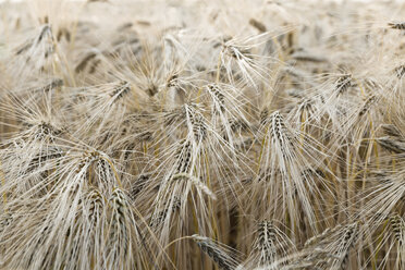 Spikes of rivet wheat - SEF000896