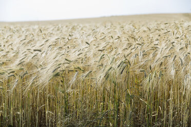 Germany, Lower Saxony, view to rivet wheat field - SEF000897
