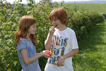 Brother and sister with fresh raspberries - LBF001108