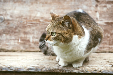 Cat at sitting on a wooden bench - GEMF000155