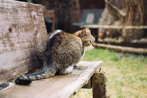 Katze auf einer Holzbank sitzend - GEMF000156