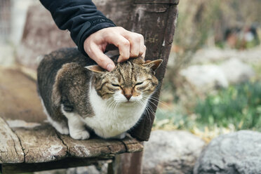 Man petting a stray cat sitting on a wooden bench - GEMF000157