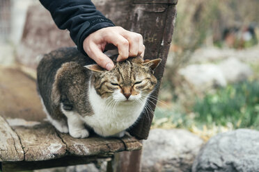 Mann streichelt eine streunende Katze, die auf einer Holzbank sitzt - GEMF000157