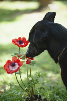 Black dog sniffing poppy in a garden - LSF000051