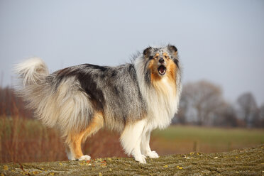 Portrait of barking Rough Collie on a meadow - HTF000707