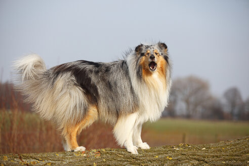 Porträt eines bellenden Rough Collie auf einer Wiese - HTF000707