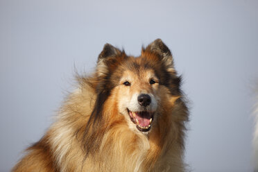 Porträt eines Rough Collie - HTF000709