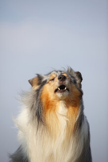 Porträt eines bellenden Rough Collie - HTF000710