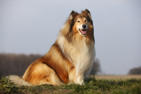 Portrait of Rough Collie sitting on a meadow stock photo