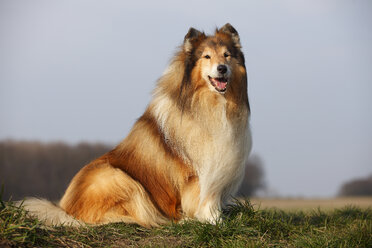 Porträt eines Rough Collie auf einer Wiese sitzend - HTF000711