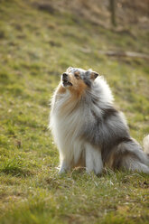 Rough Collie sitzend auf einer Wiese - HTF000715