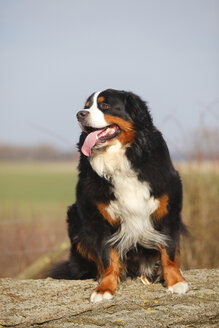 Berner Sennenhund - HTF000716