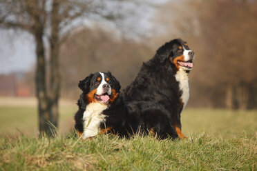 Two Bernese cattle dogs - HTF000717