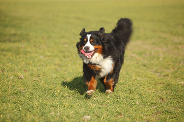 Berner Sennenhund läuft auf einer Wiese - HTF000718