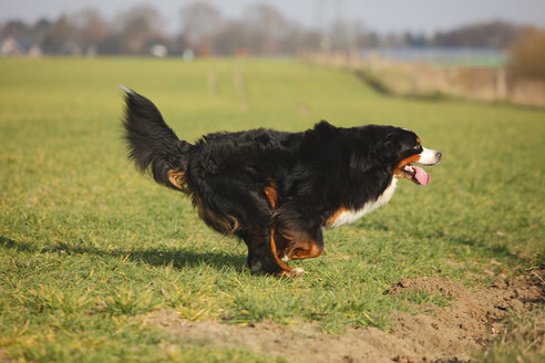 Berner Sennenhund läuft auf einer Wiese - HTF000719