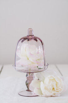 Peonies and glass - ECF001795
