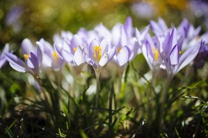 Lila Dalmatiner-Krokus auf einer Wiese - ELF001489