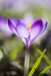 Blüte des violetten Dalmatinischen Krokus - ELF001490