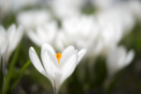 Weißer Krokus auf einer Wiese - ELF001491