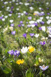 Crocus on a meadow - ELF001492