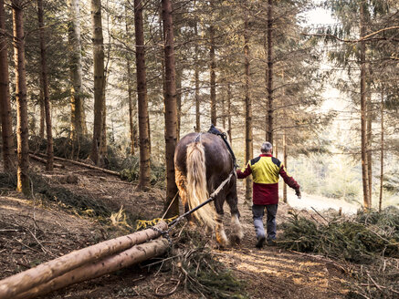 Deutschland, Mühlenbach, Holzfäller und Pferd bei der Arbeit im Wald - LA001390