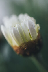 Detail of a Osteospermum flower - JPF000034