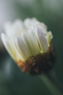 Detail einer Osteospermum-Blüte - JPF000034