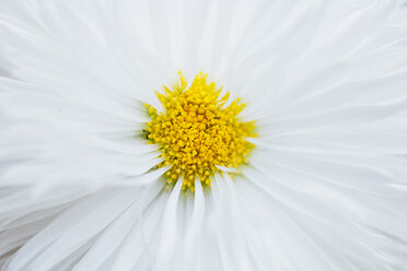 Detail einer Osteospermum-Blüte - JPF000035