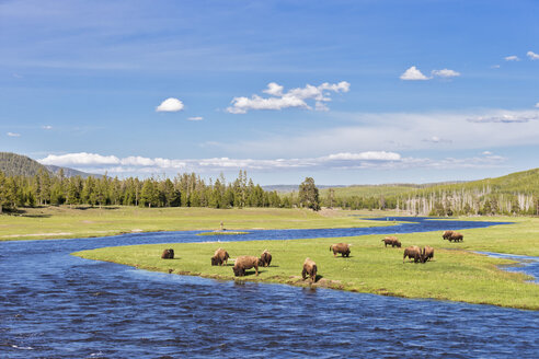 USA, Yellowstone National Park, Büffelherde trinkt am Madison Fluss - FOF007965