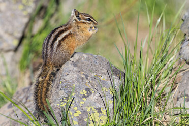 USA, Wyoming, Yellowstone Nationalpark, Streifenhörnchen essen - FOF007940