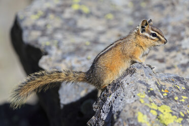 USA, Wyoming, Yellowstone Nationalpark, Streifenhörnchen auf einem Felsen - FOF007941