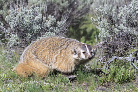 USA, Wyoming, Yellowstone Nationalpark, Amerikanischer Dachs, lizenzfreies Stockfoto