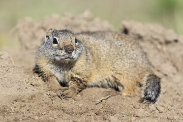 USA, Wyoming, Yellowstone Nationalpark, liegend Uinta Erdhörnchen - FOF007950