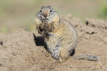 USA, Wyoming, Yellowstone Nationalpark, Uinta Erdhörnchen - FOF007951