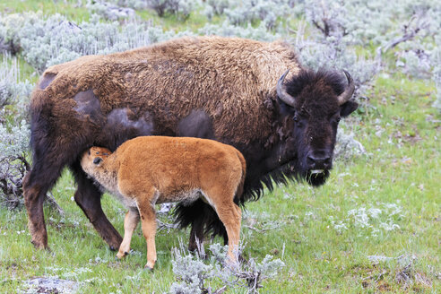 USA, Yellowstone-Nationalpark, Bisonmutter mit Kalb auf einer Wiese - FOF008016