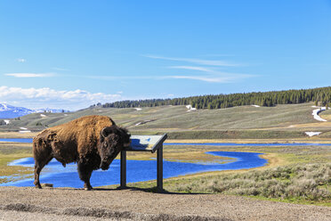 USA, Yellowstone National Park, Büffelabrieb auf Informationstafel - FOF007966