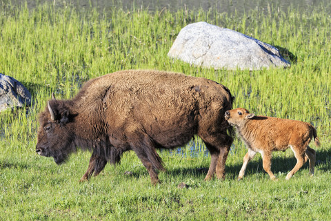 USA, Yellowstone-Nationalpark, Bisonmutter mit Kalb auf einer Wiese, lizenzfreies Stockfoto