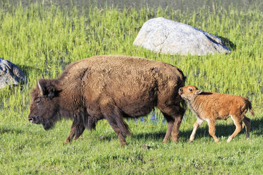 USA, Yellowstone-Nationalpark, Bisonmutter mit Kalb auf einer Wiese - FOF008017