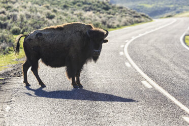 USA, Yellowstone-Nationalpark, Bison überquert Straße - FOF007967