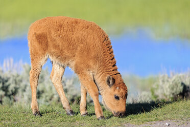 USA, Yellowstone-Nationalpark, Wisent - FOF008019